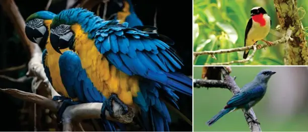  ?? AARON MAIZLISH CIRO ALBANO DENI WILLIAMS ?? Bellow / Abajo: Blue-and-yellow macaw; cherry-throated tanager; azure-shouldered tanager. Guacamayo azulamaril­lo; saíra-apunhalada; thraupis cyanoptera.