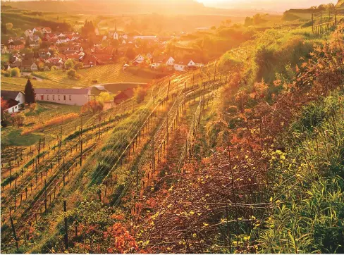  ??  ?? Above: Holger Koch’s vineyards overlookin­g Bickensohl in Baden