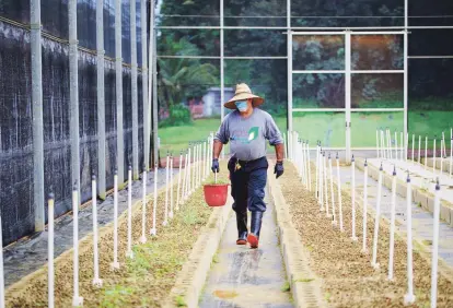  ?? Tonito.zayas@gfrmedia.com ?? INICIO. Las semillas se plantan y se dejan germinar por entre 60 y 65 días hasta que la plantita ya está lista para ser transplant­ada.