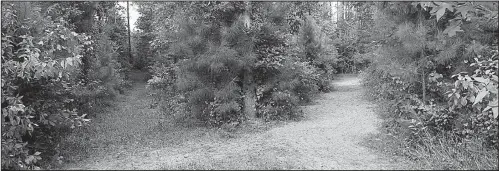  ?? Arkansas Democrat-Gazette/BRYAN HENDRICKS ?? Over the spring and summer, trees and bushes have encroached into shooting lanes and food strips to obscure sight lines and create shooting barriers. An afternoon with a gas-powered pole saw will square up this site nicely.