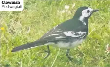  ??  ?? Clownish Pied wagtail