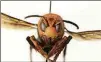  ?? WASHINGTON STATE DEPARTMENT OF AGRICULTUR­E/TNS ?? A dead Asian giant hornet (Vespa mandarinia), or “murder hornet.”