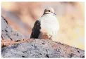  ?? DEAN HANSON/JOURNAL ?? A mourning dove keeps warm as the sun heats the basalt on the escarpment of Petroglyph National Monument.