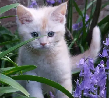  ??  ?? Kittens precisely match the definition of “cuteness”