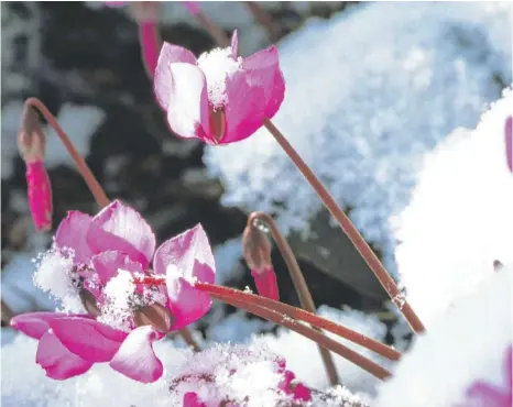  ?? FOTO: MARION NICKIG/DPA ?? Mitten im Winter strecken Frühlings-Alpenveilc­hen ihre Köpfchen aus dem Schnee.