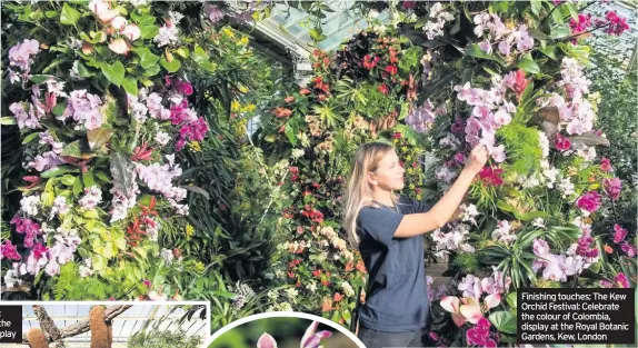  ??  ?? Finishing touches: The Kew Orchid Festival: Celebrate the colour of Colombia, display at the Royal Botanic Gardens, Kew, London