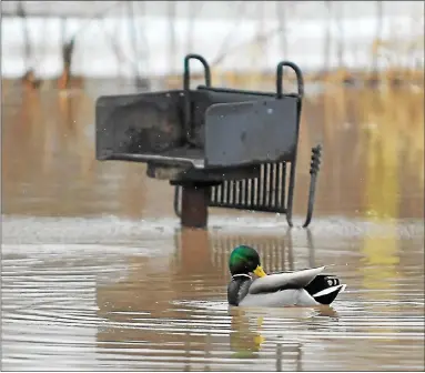  ?? MORNING SUN FILE PHOTO ?? A duck swims in a flooded area of Mt. Pleasant’s Island Park after steady rain and melting snow pushed water from the Chippewa River spills over the banks in this 2018 image.