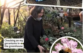  ??  ?? Checking on my geraniums in the greenhouse