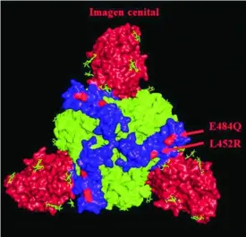 ?? ESTANISLAO NISTAL ?? Estructura en 3D de la proteína «S». En rojo, los lugares en donde la variante india ha introducid­o cambios respecto al virus original: la E484Q y la L452R