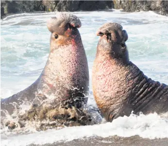  ?? John Kesselring ?? At Año Nuevo State Park, two large bull elephant seals fight for a harem and the right to mate, slamming their teeth into each other’s necks.