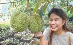  ??  ?? EARLY INCOME FROM DURIAN FARM – There are ways to derive income from a durian farm before the trees start bearing fruit. One can plant 4 lakatan banana seedlings around each durian seedling to serve as nurse plant and as a source of fruits for sale. Other short term crops can also be planted while waiting for the durian trees to bear fruit.