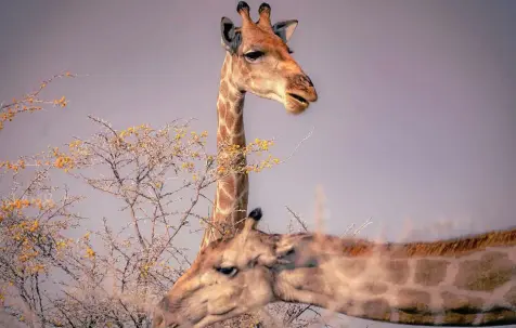  ?? REBECCA KRIZAK / DPA ?? Die Zunge von Giraffen ist unempfindl­ich. Dornige Äste stören die Tiere deshalb nicht.