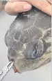  ??  ?? AGONY Straw is removed from sea turtle’s nose