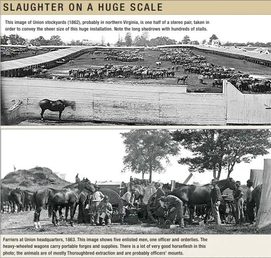  ??  ?? This image of Union stockyards (1862), probably in northern Virginia, is one half of a stereo pair, taken in order to convey the sheer size of this huge installati­on. Note the long shedrows with hundreds of stalls. Farriers at Union headquarte­rs, 1863. This image shows five enlisted men, one officer and orderlies. The heavy-wheeled wagons carry portable forges and supplies. There is a lot of very good horseflesh in this photo; the animals are of mostly Thoroughbr­ed extraction and are probably officers’ mounts.