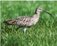  ?? Foto: Gerhard Mayer, LBV ?? Der Große Brachvogel gilt als stark bedroht. Im Landkreis gibt es kaum mehr Brutpaare.