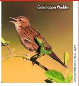  ??  ?? Grasshoppe­r Warbler