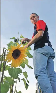  ?? 01_B36sun04 ?? Atop the ladder, organiser Nicol Hume measures the winning tallest sunflower.