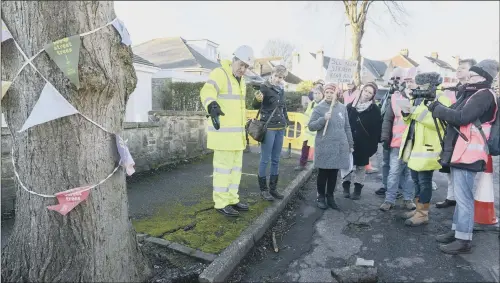  ?? PICTURE: DEAN ATKINS. ?? OLIVE BRANCH: New inspection­s are being carried out of dozens of street trees in Sheffield that had previously been identified for removal and replacemen­t.