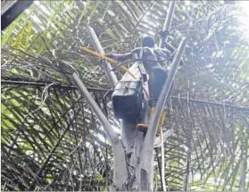  ?? Photo: Pius Utomi Ekpei/afp ?? Local brew: Wilson Ovwiroro collects sap from raffia trees to make a type of gin known locally as ogogoro.