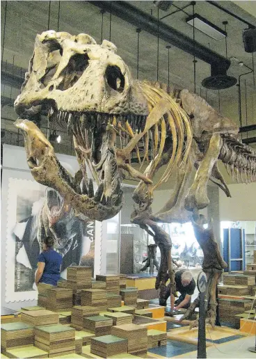  ?? PHOTO COURTESY THE ROYAL SASKATCHEW­AN MUSEUM ?? “Scotty” the T.rex is a popular display for both adults and children.