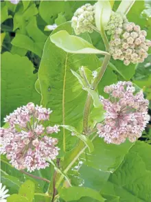  ?? DREW MONKMAN/SPECIAL TO THE EXAMINER ?? The rich smell of common milkweed scents the air in early July.