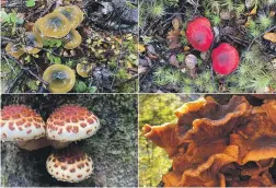  ?? MARTIN VAN BEYNEN/THE PRESS ?? A selection of unidentifi­ed fungi species captured on Te Araroa trail by an enthusiast­ic photograph­er.