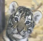  ??  ?? A Bengal tiger cub is seen at AslanPark at Viaport Marina in Tuzla, Istanbul, Turkey, July 2, 2020.