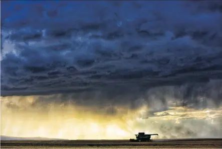  ?? LEAH HENNEL/FILES ?? A storm rolls in during harvest time in southern Alberta. Dry conditions and forest fire smoke affected crop yields and quality.