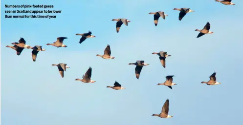  ?? ?? Numbers of pink-footed geese seen in Scotland appear to be lower than normal for this time of year