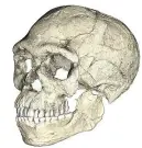  ?? PHILIPP GUNZ / MPI EVA LEIPZIG ?? A composite reconstruc­tion of the earliest known Homo sapiens skull from 300,000 years ago.