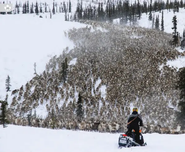  ??  ?? CANADIAN ARCTIC REINDEER SIGNATURE PACKAGE, NORTHWEST TERRITORIE­S • TUNDRA NORTH TOURS/WERONIKA MURRAY