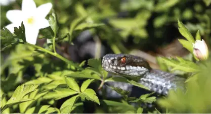  ?? FOTO: CORNEliuS POPPE/SCANPix NORGE-TT ?? Att vara rädd för ormar är inget konstigt. Men om rädslan tar överhand och blir oproportio­nerligt stor kan det bli ett hinder i vardagen.