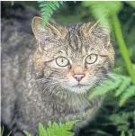  ?? Pictures: Mhairi Edwards. ?? Some of the residents of Camperdown Wildlife Centre.