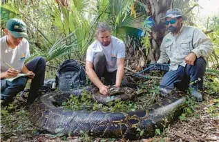  ?? FLORIDA CONSERVANC­Y OF SOUTHWEST ?? Biologists Ian Bartoszek, right, Ian Easterling, center, and intern Kyle Findley, left. captured an 18-foot, 215-pound female Burmese python in Picayune Strand State Forest in December 2021.