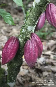  ??  ?? Cacao pods growing well in a farm in Calinan, Davao, Philippine­s