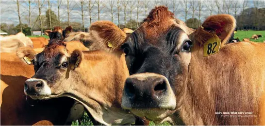  ?? PHOTO: BEN CURRAN/FAIRFAX NZ ?? Dairy crisis: What dairy crisis?