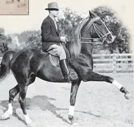  ??  ?? Below: Sharik, a Hanad grandson foaled in 1939, was primarily Polish-bred and, like *Antez, displayed a red-gold coat. Here he performs the Spanish Walk.