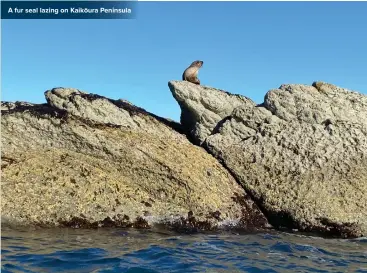  ??  ?? A fur seal lazing on Kaikōura Peninsula