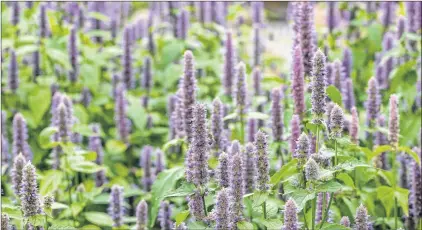  ?? STOCK PHOTO ?? Giant anise hyssop (Agastache foeniculum), is an aggressive perennial that, if left unchecked, can run riot in your garden.