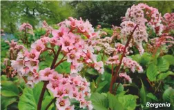  ??  ?? Bergenia