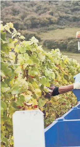  ??  ?? Harvest time at Rathfinny. Photo: Viv Blakey, Rathfinny Wine Estate.