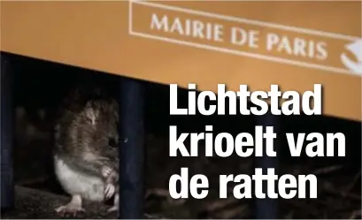  ?? FOTO AFP ?? Volgens wetenschap­pelijke schattinge­n telt Parijs tot wel twee maal zoveel ratten als mensen.