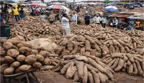  ??  ?? Benue produces most of the yam consumed in Nigeria...this may be threatened