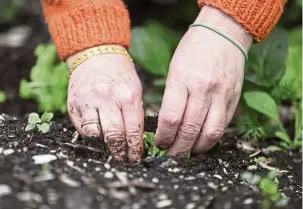  ??  ?? Renuka Pokhrel of Bhutan planting seedlings in her family’s garden plot in the Global Garden Refugee Training Farm.