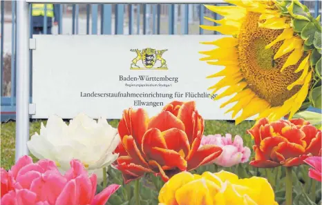  ?? FOTOS: DPA / MONTAGE: GR ?? Blumen und Flüchtling­e: Dass Landwirtsc­haftsminis­ter Peter Hauk da einen Zusammenha­ng herstellt, kommt nicht gut an.