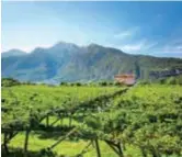  ??  ?? High altitude lush green vineyards of Alto Adige — Ti Gong