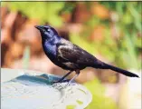  ?? Dreamstime / TNS ?? A grackle, one of the species affected by an ailment that is killing songbirds in the Eastern United States.