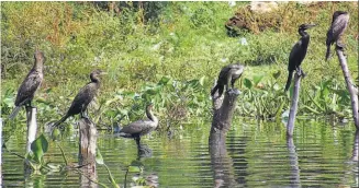  ?? ?? PÉRDIDAS. Los pescadores temen que el pato chancho acabe pronto con los peces del lago.