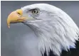  ?? FOTO: KIRA HOFMANN ?? Imposantes Wappentier der USA: der Weißkopfse­eadler.