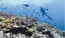  ??  ?? Der Parc naturel de la mer de Corail ist eines der größten Meeresschu­tzgebiete der Welt.